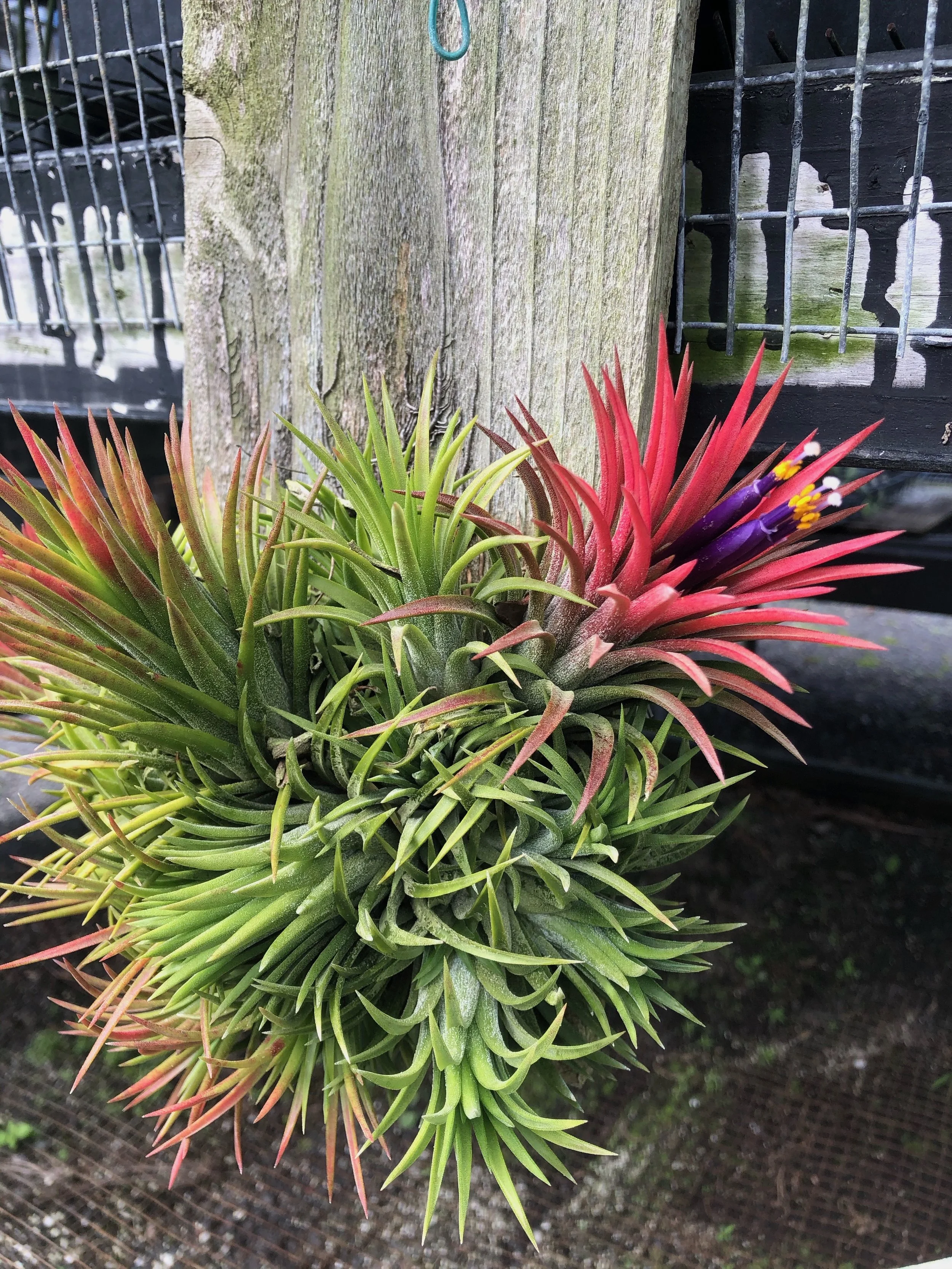 T. ionantha 'Medio-Picta' T'S TROPICALS 